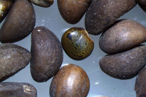 允睿自動(dòng)化設(shè)備廠家消息：東莞截獲全國首例山珠豆